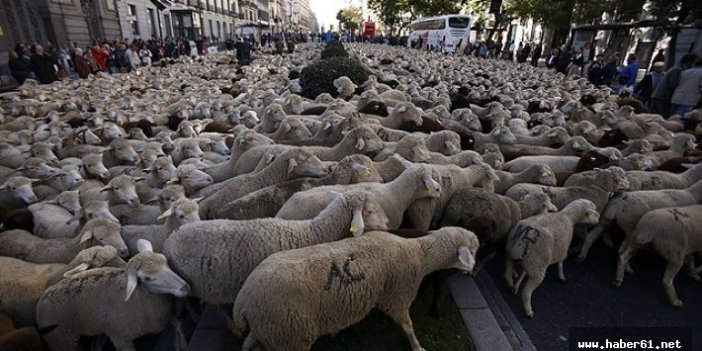 Muş'ta 4 bin TL ücretle çoban aranıyor