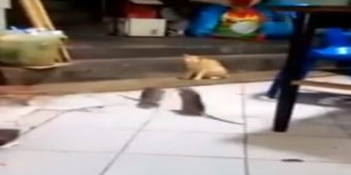 Dev fareler birbirine girdi, kedi şaşkınlıkla izledi