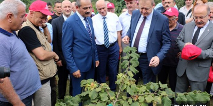 Trabzon'da örnek fındık bahçelerinde hasat yapıldı