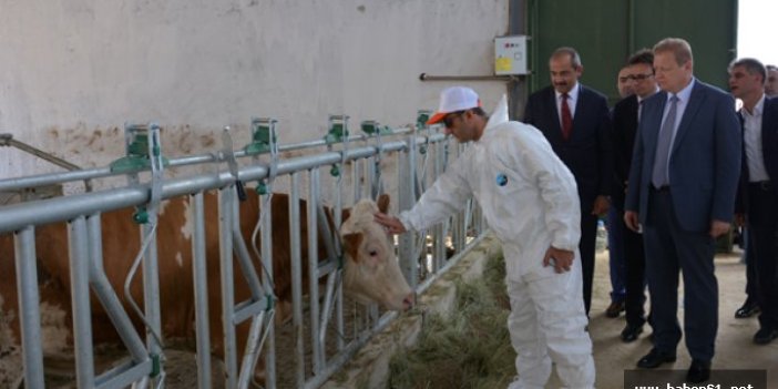 Trabzon’un 30 Çiftçiye damızlık sığır dağıtıldı