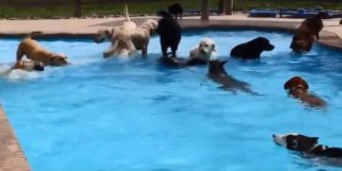 Köpeklerin havuz keyfi