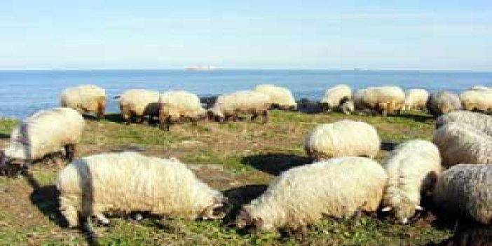 Koyunları sahile indirdi