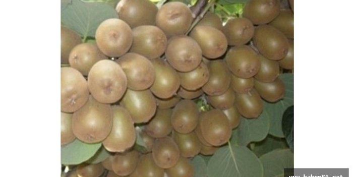 Kivi meyvesinin hasat tarihi açıklandı