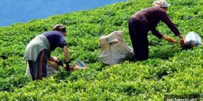 Çaykur Çin pazarını hedefliyor