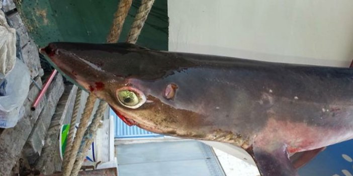 Trabzon'da köpekbalığı yakalandı