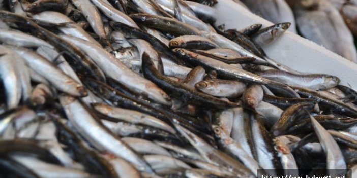 Türkiye’de avlanan her 3 balıktan biri ’hamsi’ oldu