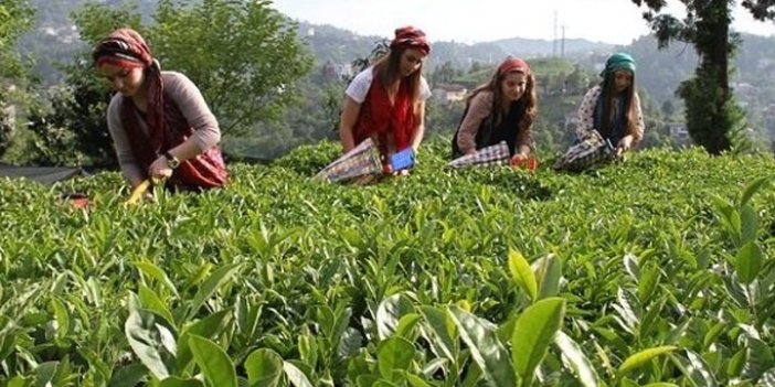 Türkiye'nin çay ihracatı arttı