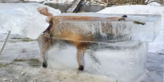 Buz tutan tilkiyi testereyle keserek çıkardı