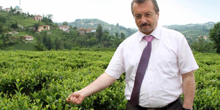 Doğu Karadeniz’de organik çay tarım alanları artıyor
