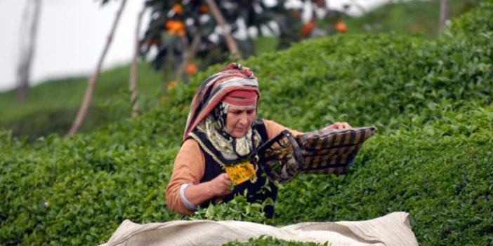 Çay üreticilerine önemli uyarı