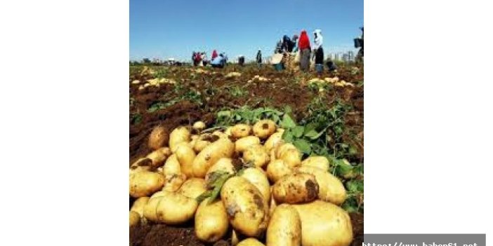 Doğankentte çiftçiye patates tohumu dağıtıldı