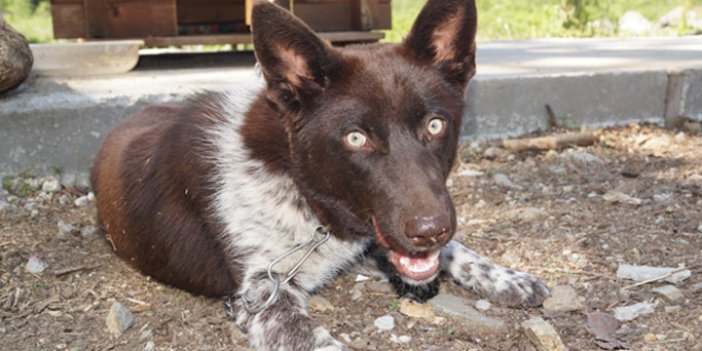 Trabzon'un köpeği zerdava için seferberlik