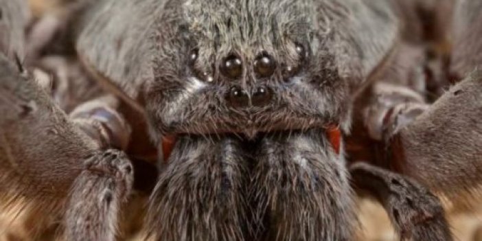 Yeni bir dev örümcek türü keşfedildi