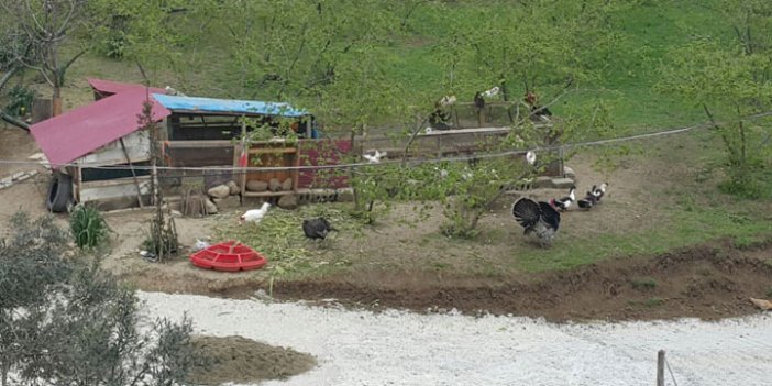 Trabzon'da lüks sitede tavuk krizi
