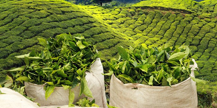 Sütlüoğlu: Organik çay üretimi ile...