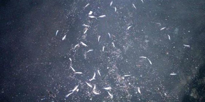 Karadeniz'deki balık ölümlerinin nedeni belli oldu