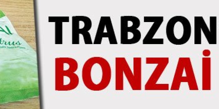 Trabzon'da 3 genç bonzai kurbanı