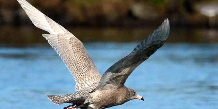 D.Karadeniz'de 28 tür su kuşu var