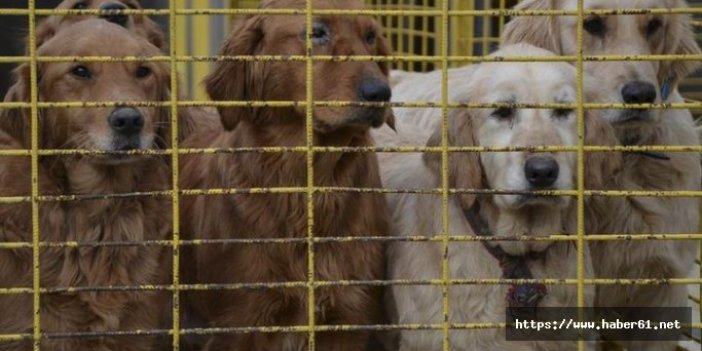 Hayvanseverlere müjdeyi Bakan verdi: Pet shop'larda hayvan satışı yasaklanacak!