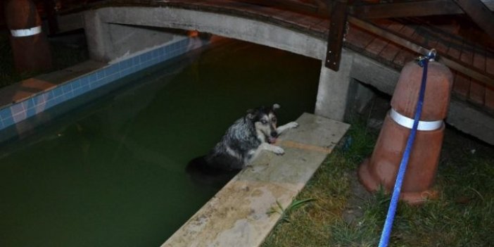 Süs havuzuna düşen köpek için seferberlik