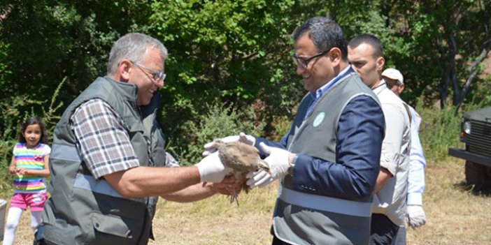 25 bin kınalı keklik doğaya salındı
