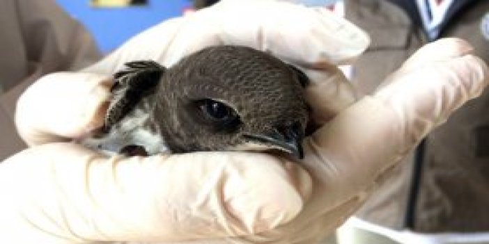 Trabzon'da yaralı Ebabil kuşu tedavi edildi