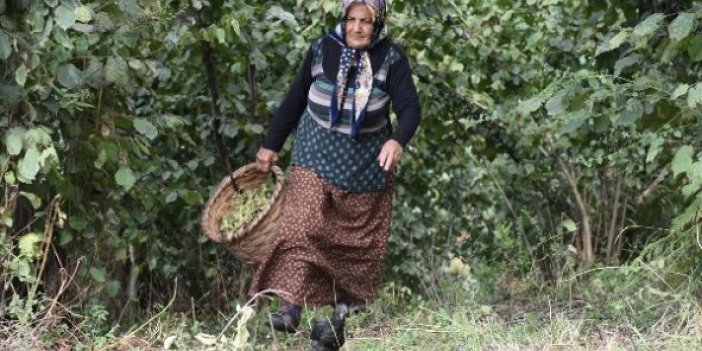Trabzon'da fındık hasadı başladı