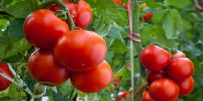 Rusya'dan önemli domates açıklaması
