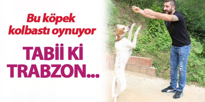 Trabzon'da bu köpek kolbastı oynuyor!