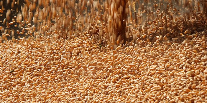 Türkiye, buğday tohumu ithal etmeye başlıyor