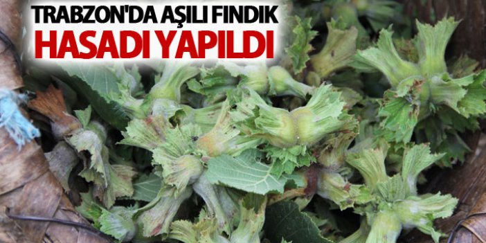 Trabzon'da aşılı fındık hasadı yapıldı