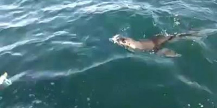 Karadeniz'de şaşırtan misafir: Fok balığı görüldü