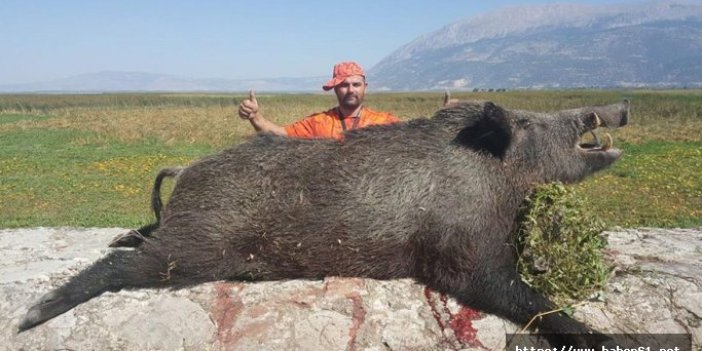 200 kiloluk dev domuzu avladı