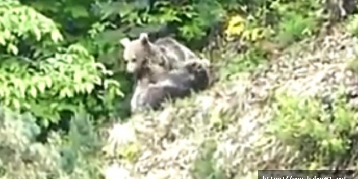 Yavru ayıların oyunu vatandaşın kadrajına takıldı