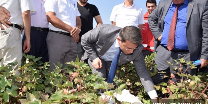 Trabzonlu kaymakam pamuk tarlasında pamuk topladı
