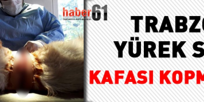 Trabzon’da sokak hayvanına zulüm! Kafası kopmak üzereyken bulundu