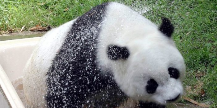 Dünyanın en yaşlı pandası Basi öldü