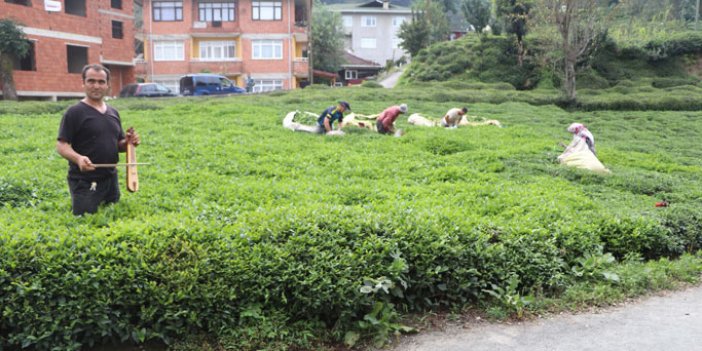 Rizeli'den ilginç çözüm: Çay toplayan işçileri böyle motive ediyor