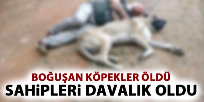 Trabzon’da boğuşan köpekler öldü, sahipleri davalık oldu