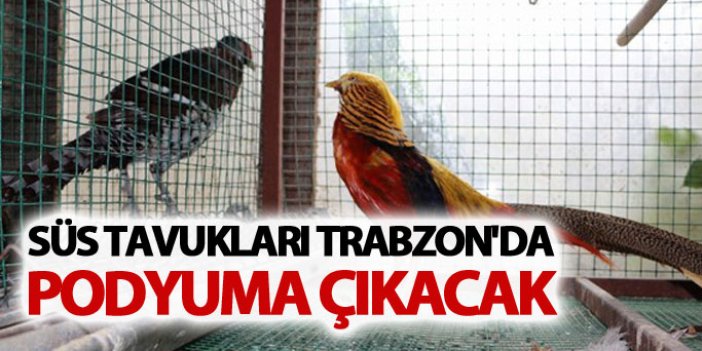 Süs tavukları Trabzon'da podyuma çıkacak