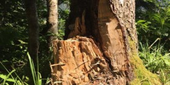 Çıra için 50 yıllık ağaçlara zarar veriyorlar