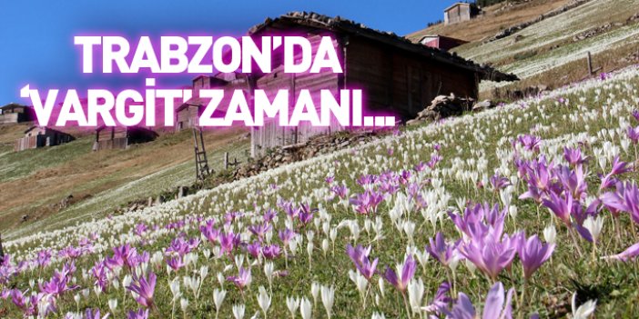 Trabzon'da 'Vargit' zamanı...