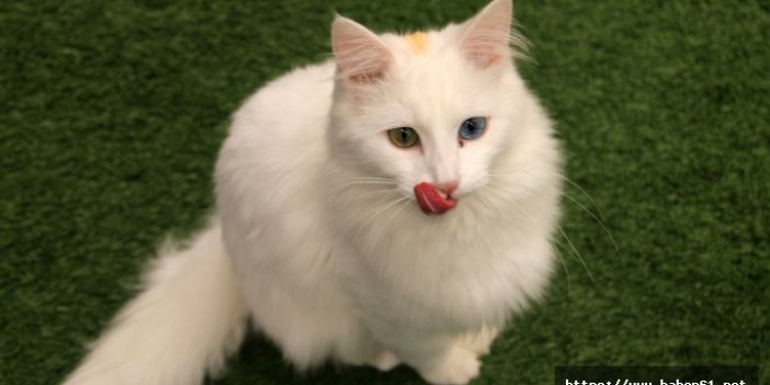 'Kartopu' en güzel Van kedisi seçildi