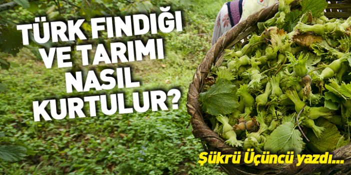 Türk fındığı ve tarımı nasıl kurtulur?