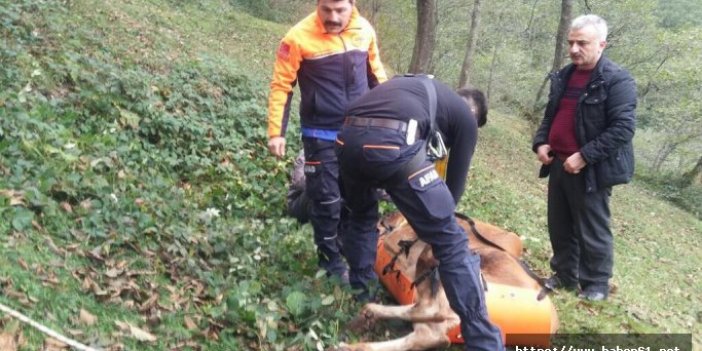 Trabzon'da yamaçtan düşen inek kurtarıldı