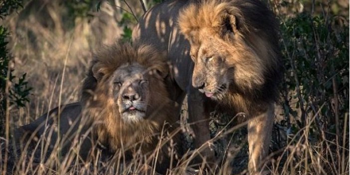 Eşcinsel aslanlara garip suçlama