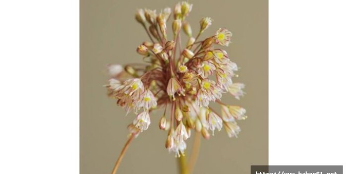İstanbul'da önemli keşif:  Allium İstanbulenese