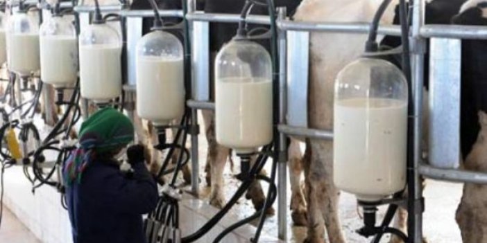 Toplanan inek sütü miktarı Eylül’de arttı