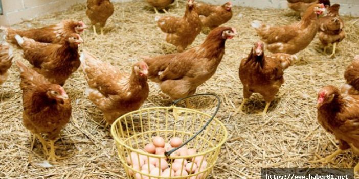 Tavuk yumurtası üretimi Eylül’de aylık bazda azaldı 