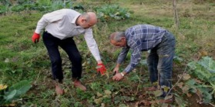 Trabzon’da örnek bahçeler budanıyor